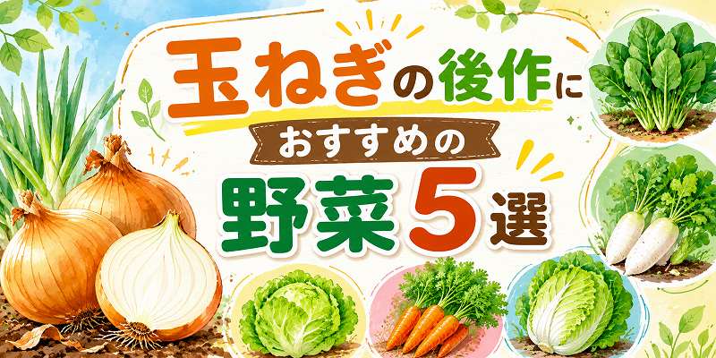玉ねぎの後作の野菜5選