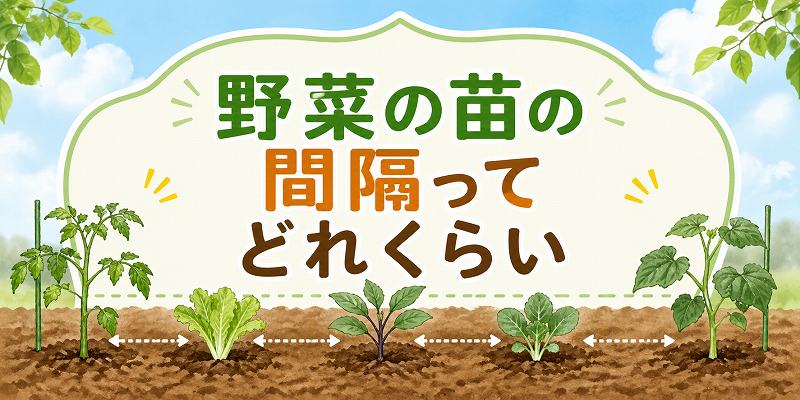 野菜の苗の間隔は