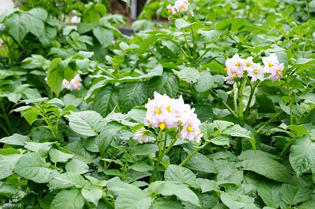 じゃがいもの花