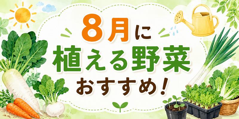 8月に植える野菜のオススメ