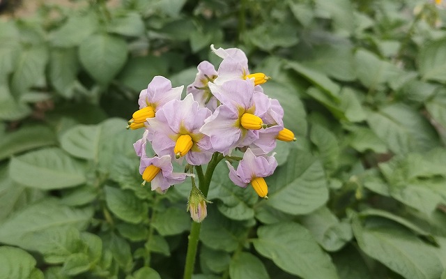 じゃがいもの花
