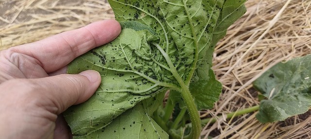 葉裏のアブラムシを確認する