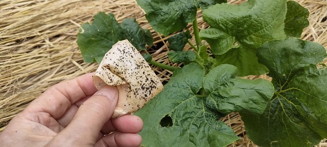 カボチャのアブラムシ駆除は粘着テープを活用する