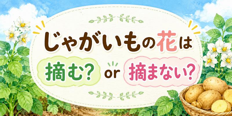 ジャガイモの花は摘む？