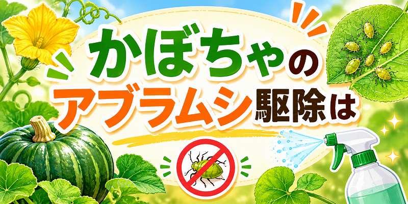 かぼちゃのアブラムシ駆除