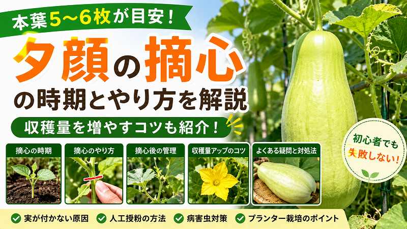 夕顔の摘心の時期とやり方