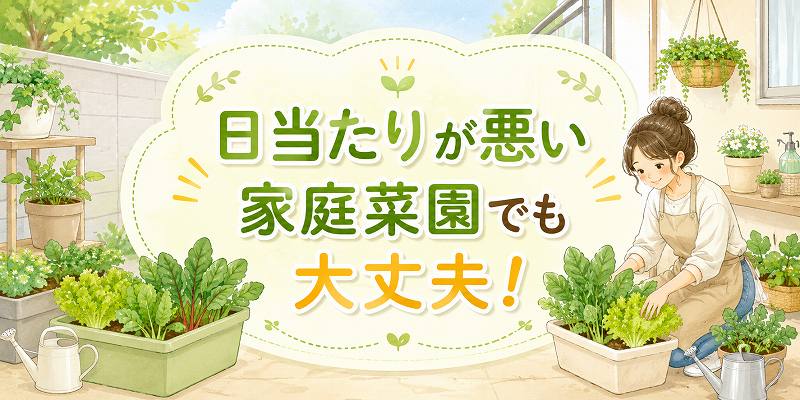 日当たりが悪い家庭茶園