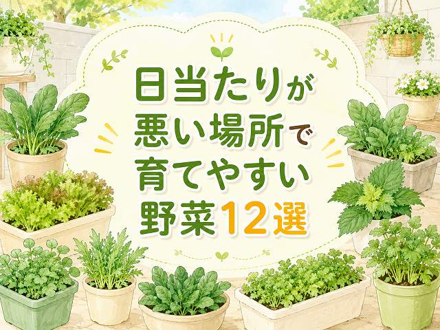 日当たりが悪い場所で育てやすい野菜12選