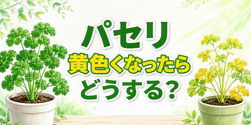 パセリの葉が黄色