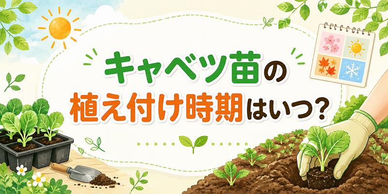 キャベツ苗の植え付け時期は