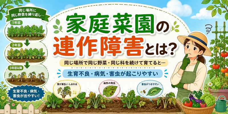 家庭菜園の連作障害とは
