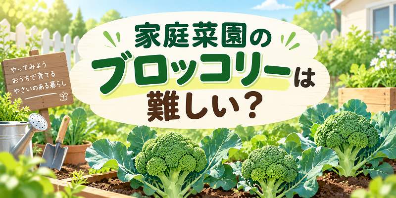 家庭菜園のブロッコリーは難しい？